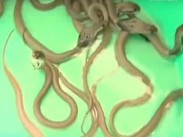 Snakelets found in a residential house at nelamangala near bengaluru Snakelets found in a residential house at nelamangala near bengaluru