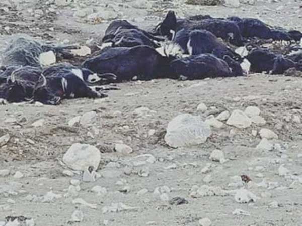 300 Yaks Die Of Starvation In Sikkim 300 Yaks Die Of Starvation In Sikkim