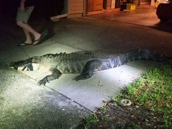11 foot Alligator enters the kitchen room in Florida house 11 foot Alligator enters the kitchen room in Florida house