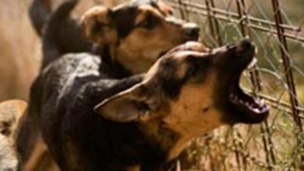 5 year old boy Durgesh died after stray dog attack at Bengaluru 5 year old boy Durgesh died after stray dog attack at Bengaluru