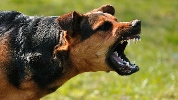 a three-month-old was mauled to death by stray dogs a three-month-old was mauled to death by stray dogs