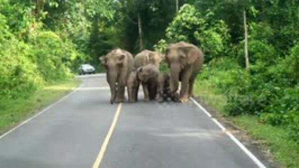 an elephant trudges outside the forest with the dead calf and carefully walks across an elephant trudges outside the forest with the dead calf and carefully walks across