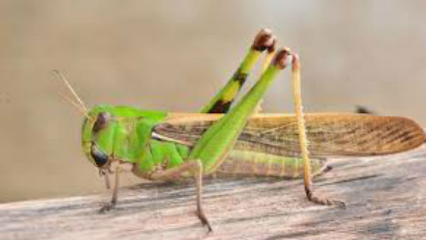 grasshoppers attacked Tadepalligudem bus stand grasshoppers attacked Tadepalligudem bus stand
