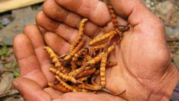 8 people, died while collecting Himalayan viagra 8 people, died while collecting Himalayan viagra