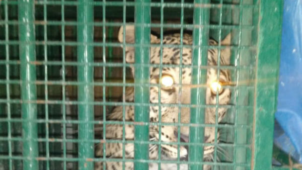 leopard has been caught at icrisat premise leopard has been caught at icrisat premise