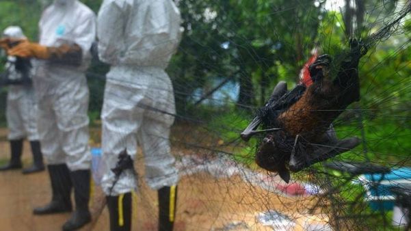 nipah nipah