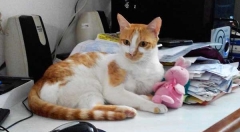 a Surprised cat missing case was registerd at Banjarahills police station a Surprised cat missing case was registerd at Banjarahills police station