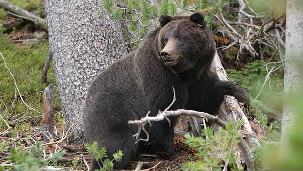bear scared to people bear scared to people