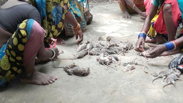 hungry flood victims are eating rats in bihar hungry flood victims are eating rats in bihar