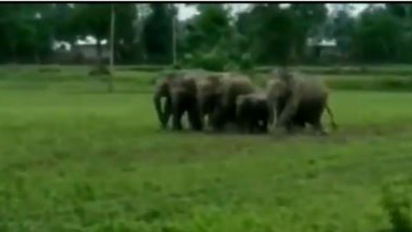 A herd of elephants entered a village destroyed paddy crops A herd of elephants entered a village destroyed paddy crops