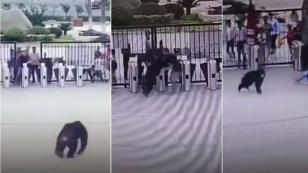 Chinese Chimpanzee Escapes Zoo Enclosure Kicks Keeper Chinese Chimpanzee Escapes Zoo Enclosure Kicks Keeper