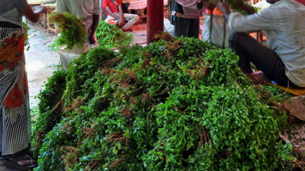 Less rainfall leads to high prices: Corrionder price @ 120 Less rainfall leads to high prices: Corrionder price @ 120