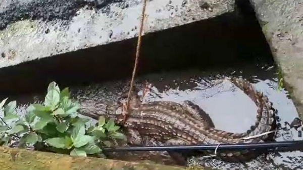 8-foot crocodile rescued from drain in Ratnagiri in Maharashtra 8-foot crocodile rescued from drain in Ratnagiri in Maharashtra