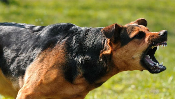 kill dogs.... take money...! kill dogs.... take money...!