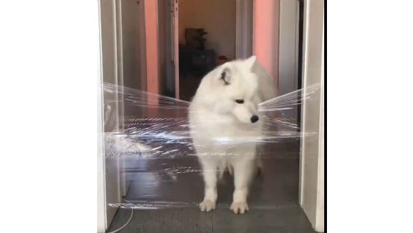 Invisible Challenge for dogs is latest trend on Twitter Invisible Challenge for dogs is latest trend on Twitter