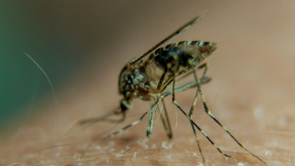 China launches innovative vaccine against mosquitoes..! China launches innovative vaccine against mosquitoes..!