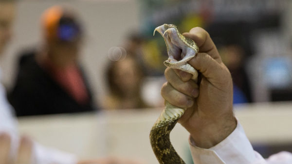 Drunk man bites snake into pieces Drunk man bites snake into pieces