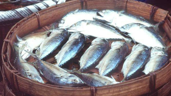 EATING FISH REDUCES RISK OF BOWEL CANCER RESEARCH SUGGESTS EATING FISH REDUCES RISK OF BOWEL CANCER RESEARCH SUGGESTS