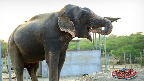 An elephant rescued from captivity to celebrate its 5 years freedom An elephant rescued from captivity to celebrate its 5 years freedom