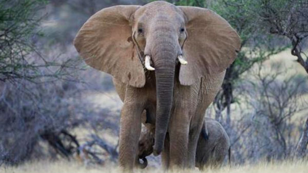 Female elephant dies after Male elephant attacks , Postmortem report reveals shocking fact Female elephant dies after Male elephant attacks , Postmortem report reveals shocking fact