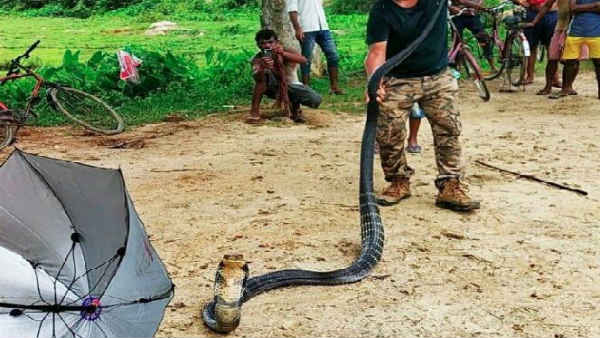 14 feet long Cobra appears in Tea Garden in Estate,rescued 14 feet long Cobra appears in Tea Garden in Estate,rescued