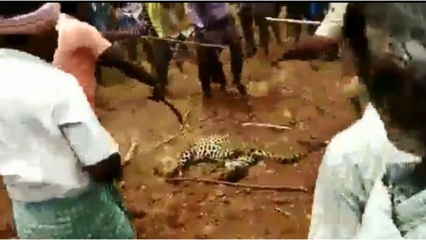 leopard leopard