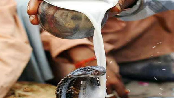 sent to jail if milk poured into snake anthill on nagula panchami sent to jail if milk poured into snake anthill on nagula panchami