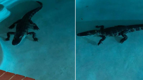 Woman Wakes Up To Find 7-Foot Alligator In Her Swimming Pool Woman Wakes Up To Find 7-Foot Alligator In Her Swimming Pool