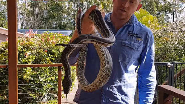 Family Finds Huge Python On Verandah. Can You Spot It? Family Finds Huge Python On Verandah. Can You Spot It?