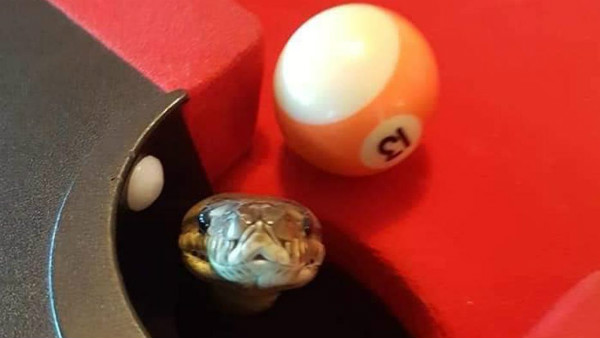 OMG: Python enters a pool table in Brisbane OMG: Python enters a pool table in Brisbane