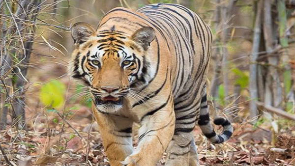 A Tiger attack the cow near nallamalla forest in karnool district A Tiger attack the cow near nallamalla forest in karnool district