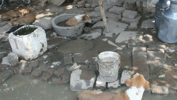 a newly born girl, wrapped in plastic was dumped by a woman in a drain a newly born girl, wrapped in plastic was dumped by a woman in a drain