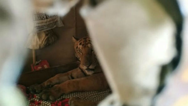 A Royal Bengal tiger looked incongruous lying on a bed in house A Royal Bengal tiger looked incongruous lying on a bed in house