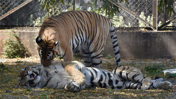 Tiger attacking cattle outskirts of hyderabad Tiger attacking cattle outskirts of hyderabad