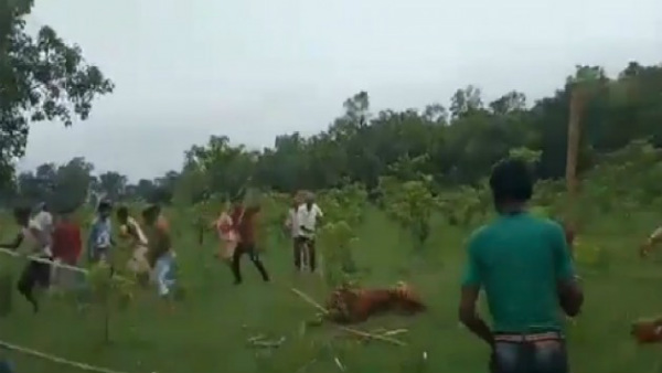 Tigress Beaten To Death In UP Tigress Beaten To Death In UP