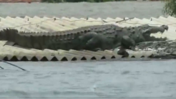 crocodile lands on roof of a house in flood-affected Raybag taluk in Belagavi of Karnataka crocodile lands on roof of a house in flood-affected Raybag taluk in Belagavi of Karnataka