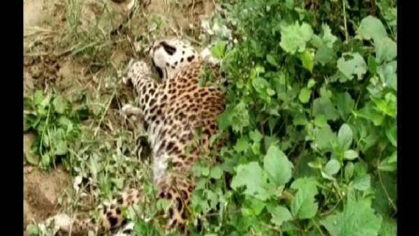 An injured leopard attacked a man who was clicking its pictures An injured leopard attacked a man who was clicking its pictures
