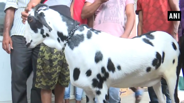 Bakrid Specail : A goat named Salman Khan priced at Rs 8 lakh in Gorakhpur in Uttar Pradesh Bakrid Specail : A goat named Salman Khan priced at Rs 8 lakh in Gorakhpur in Uttar Pradesh