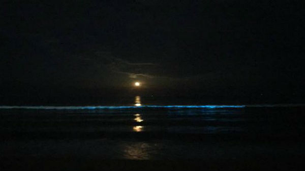 Blue glow at Thiruvanmiyur: Bioluminescence spotted on Chennai beach Blue glow at Thiruvanmiyur: Bioluminescence spotted on Chennai beach