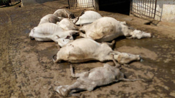 Kamalananda Bharathi Swamy visits Goushala where more than 100 cows died in on Sunday Kamalananda Bharathi Swamy visits Goushala where more than 100 cows died in on Sunday