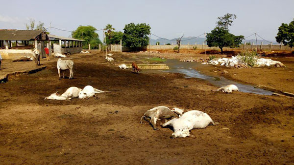 Kamalananda Bharathi Swamy visits Goushala where more than 100 cows died in on Sunday Kamalananda Bharathi Swamy visits Goushala where more than 100 cows died in on Sunday
