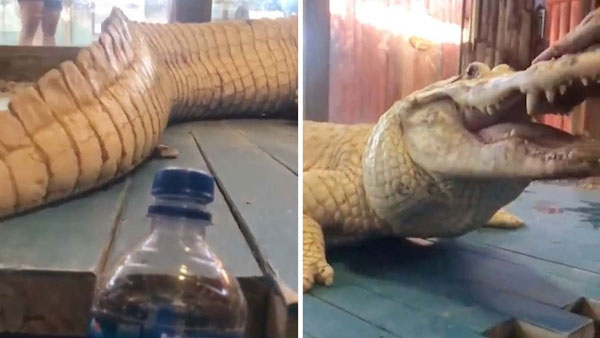 Bottle Cap Challenge with crocodiles Bottle Cap Challenge with crocodiles