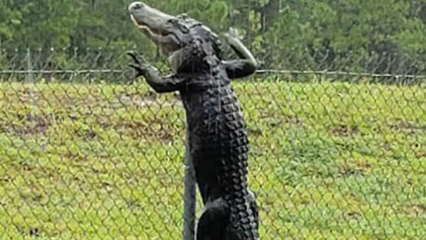 Horrifying Video Shows Alligator Climbing Fence At Military Base Horrifying Video Shows Alligator Climbing Fence At Military Base
