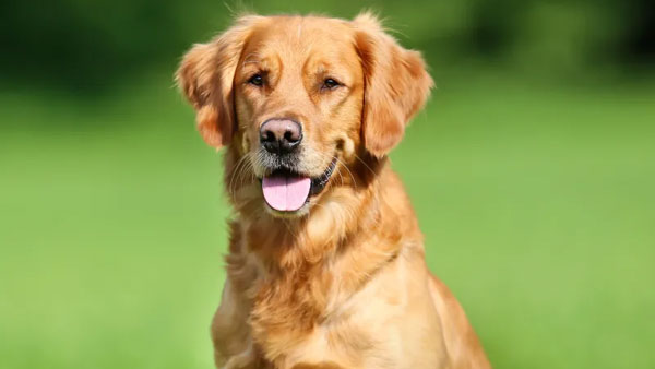 Loneliness is known not only to humans but also to pets.!The dog who has eaten the owner..!! Loneliness is known not only to humans but also to pets.!The dog who has eaten the owner..!!