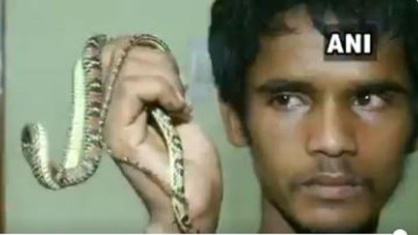rare flying snake caught in odisha rare flying snake caught in odisha