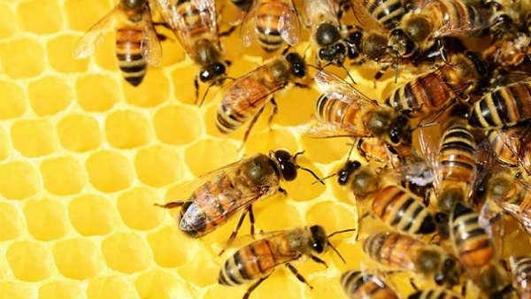 Union Minister Kiren Rijiju Shares a video of honey bees on man pants,goes viral Union Minister Kiren Rijiju Shares a video of honey bees on man pants,goes viral