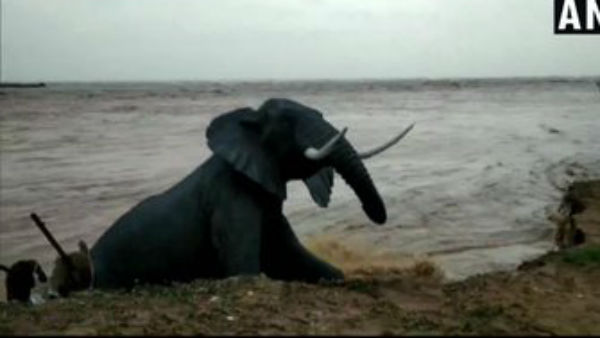 Andhra Pradesh: Animal statues on the Kalingapatnam beach in Srikakulam district got washed away in the sea Andhra Pradesh: Animal statues on the Kalingapatnam beach in Srikakulam district got washed away in the sea