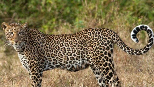 a man killed three leopards with poison, a man killed three leopards with poison,