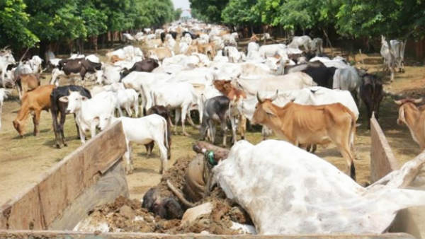 Nearly 100 cowd died in Krishna District Go sala last night. Nearly 100 cowd died in Krishna District Go sala last night.