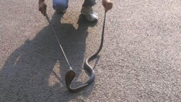 3-foot-long cobra rescued from Rashtrapati Bhavan’s security room 3-foot-long cobra rescued from Rashtrapati Bhavan’s security room